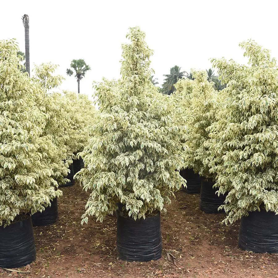 Ficus Starlight