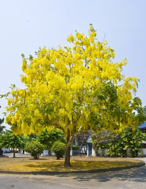 Cassia Fistula, Golden Shower Tree
