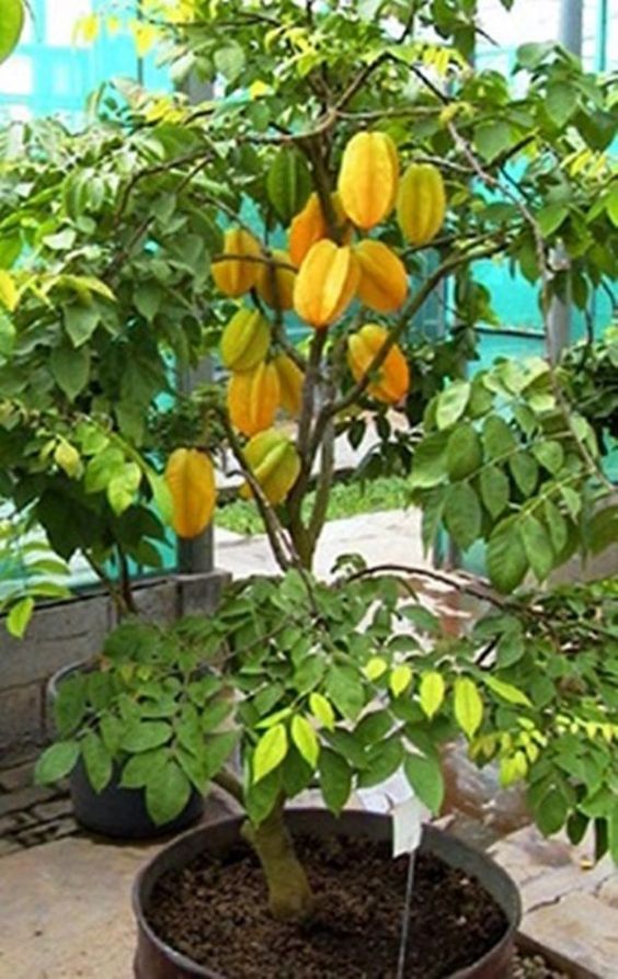 Star Fruit Averrhoa carambola