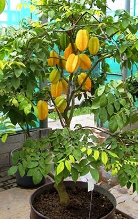 Star Fruit Plants