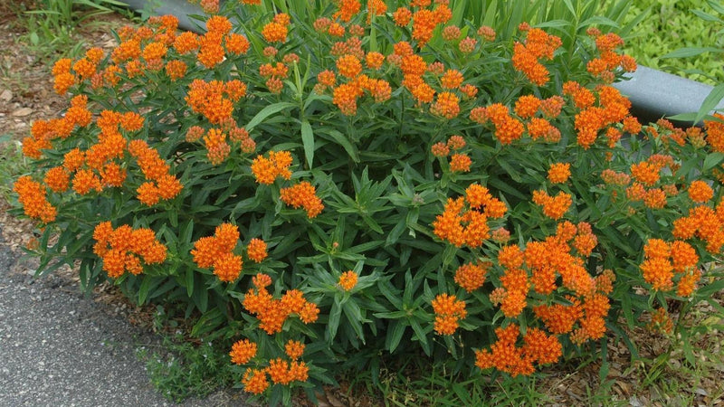 Asclepias Yellow Plants