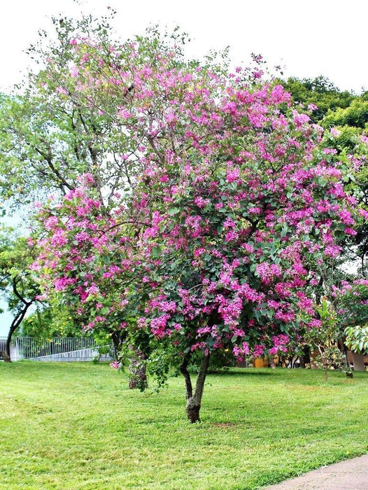 Bauhinia Tree