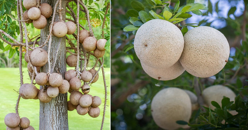 Wood apple Aegle Marmelos