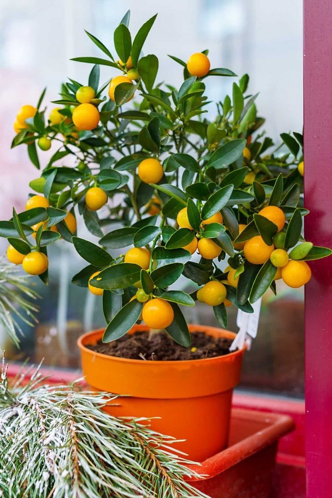 Small Orange Citrus Reticulata