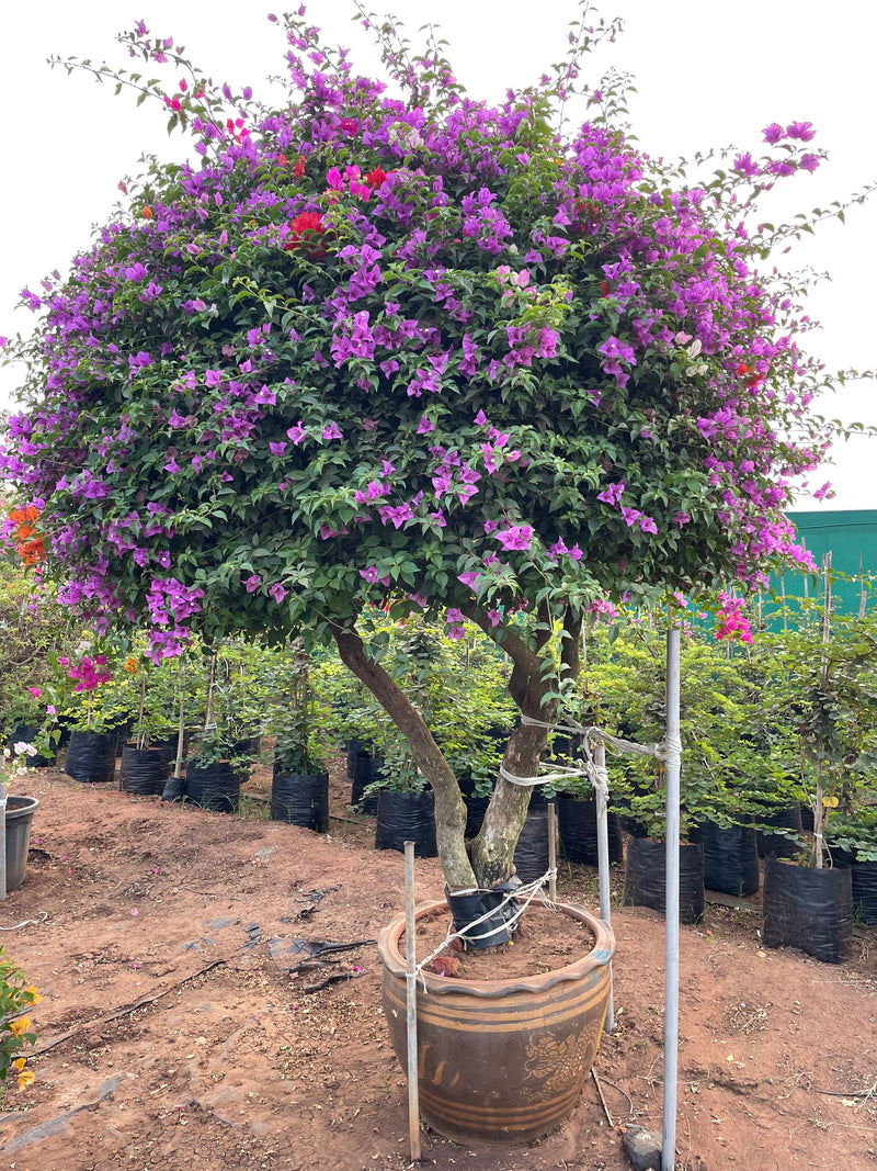 Bougainvillea