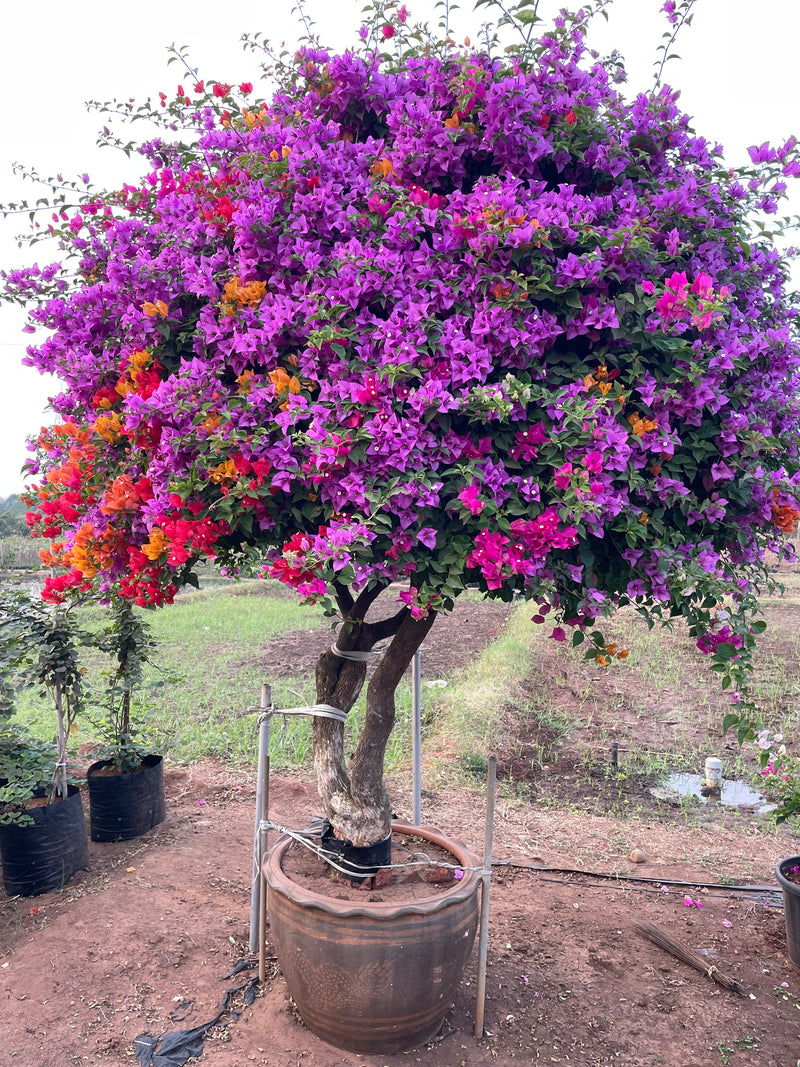 Bougainvillea