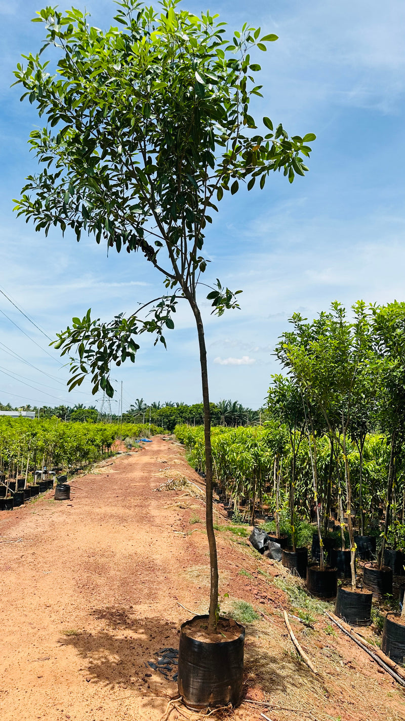Tabebua Rosia Bignonia Megapotamica