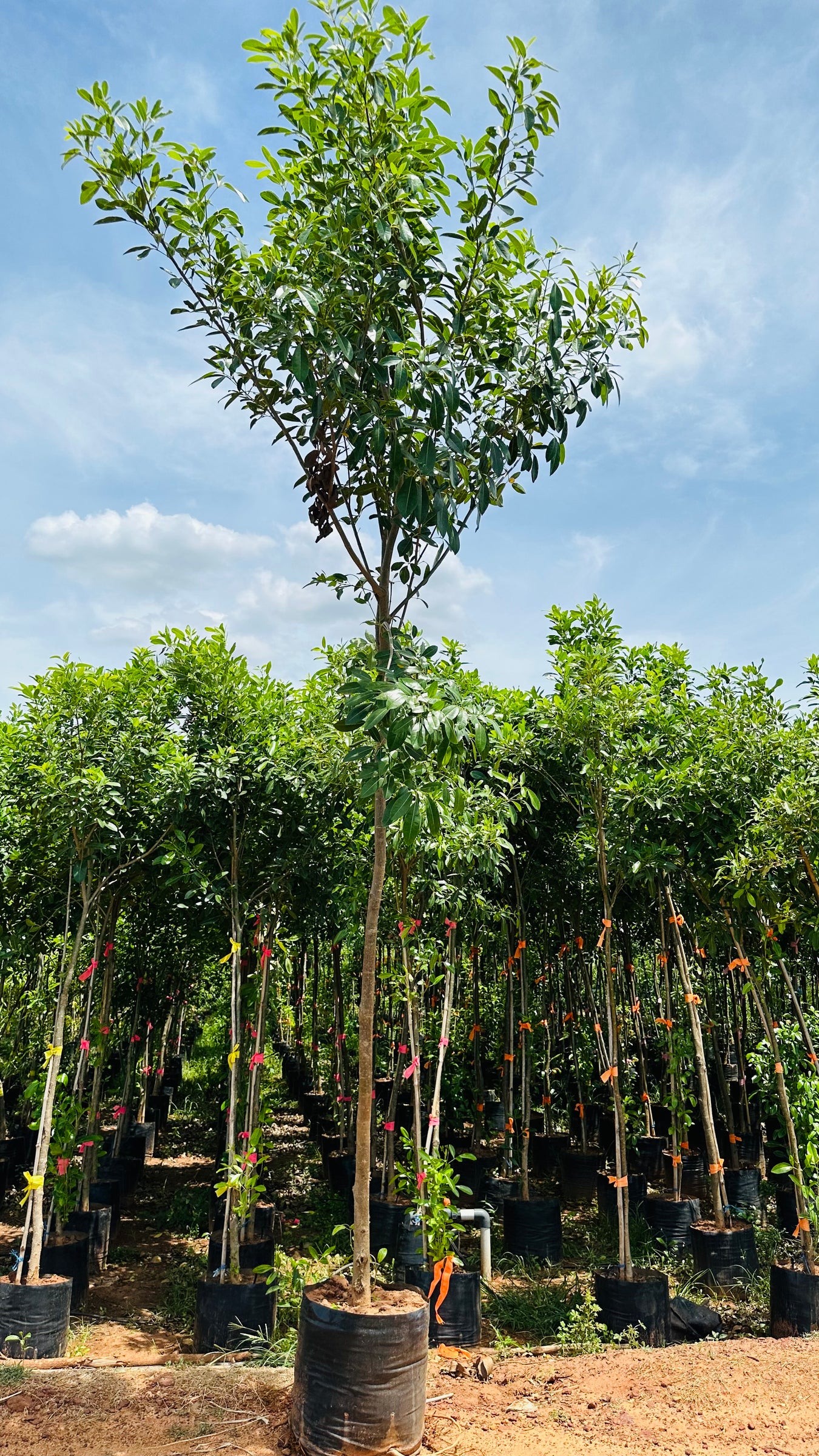 Tabebuia Rosea Plant