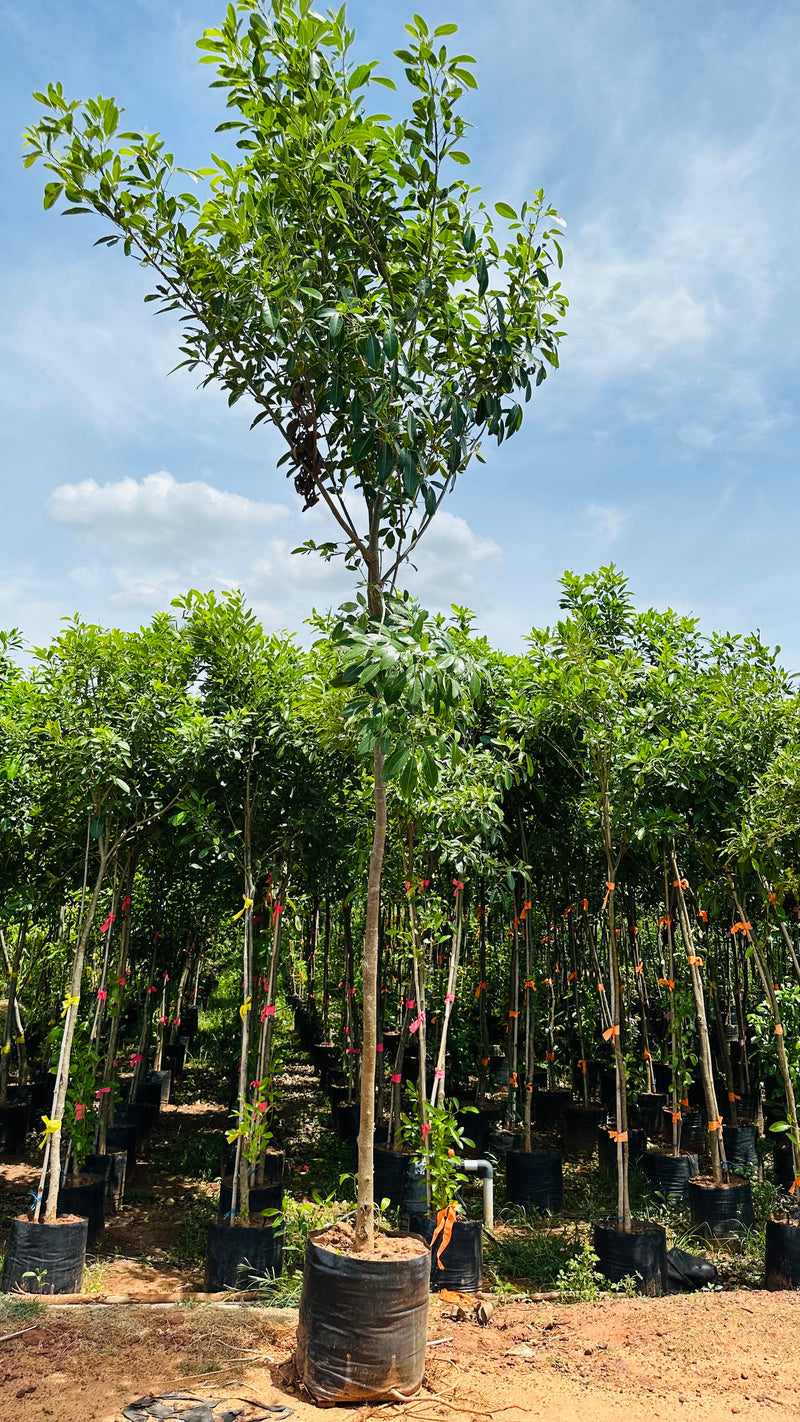 Tabebua Rosia Bignonia Megapotamica