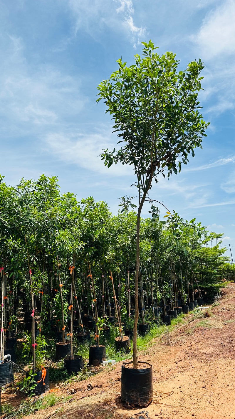 Tabebua Rosia Bignonia Megapotamica