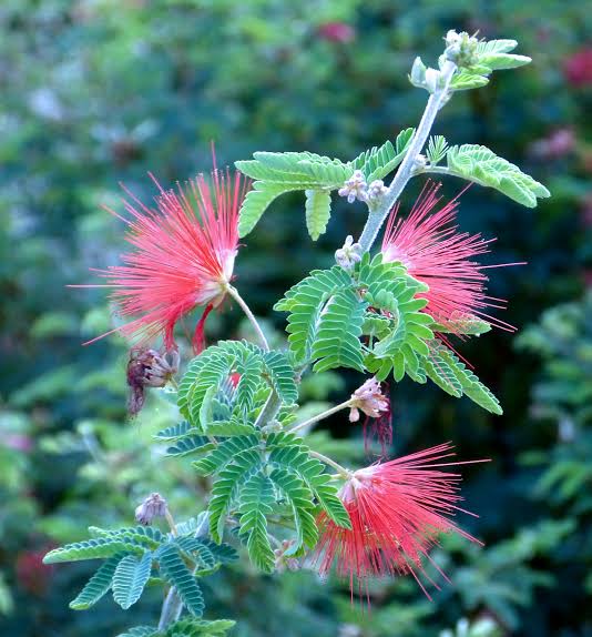 Calliandra californica