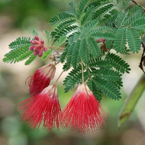 Calliandra californica