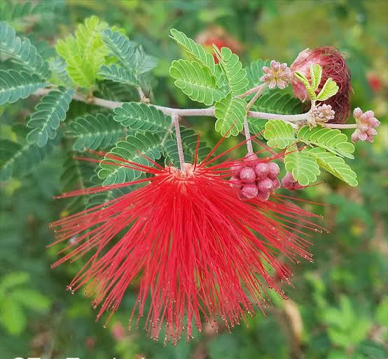 Calliandra californica