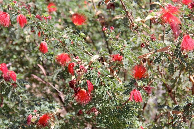 Calliandra californica