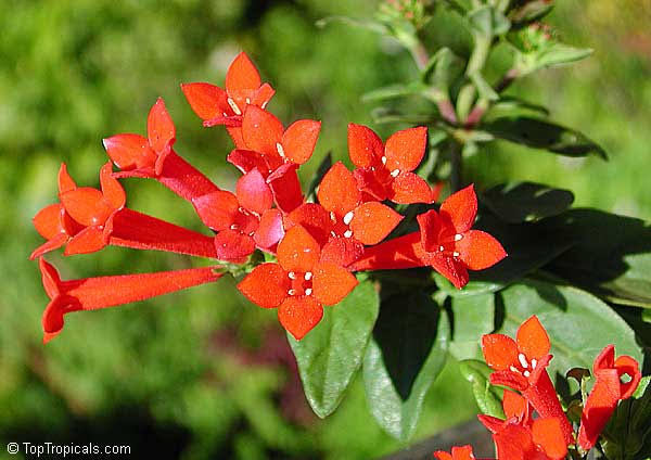 Bouvardia ternifolia
