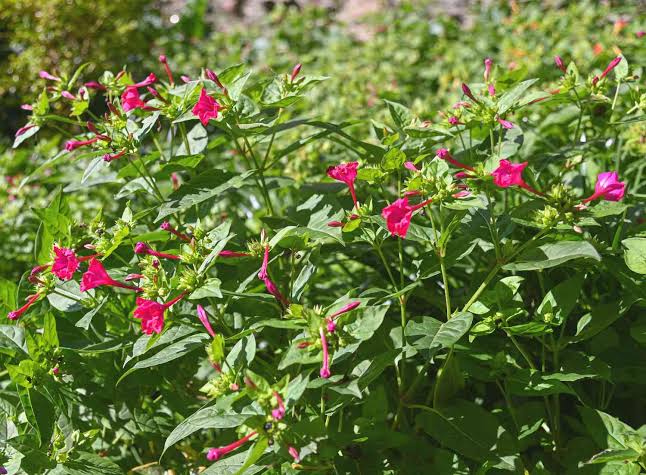 Mirabilis Jalapa