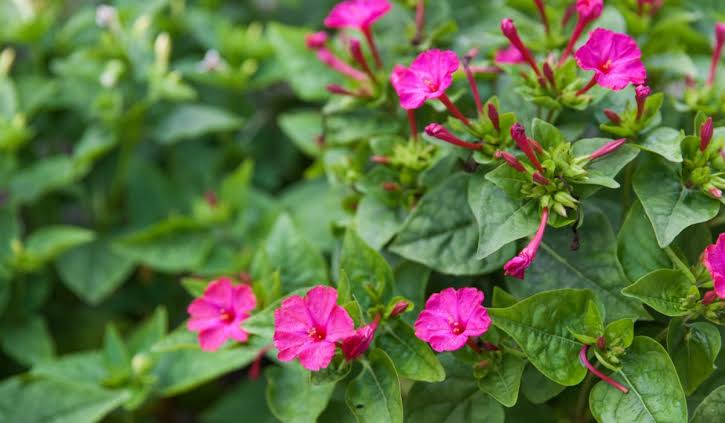 Mirabilis Jalapa