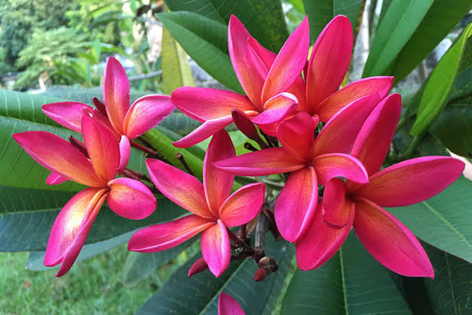 Plumeria Rubra