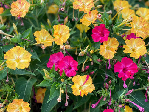 Mirabilis Jalapa