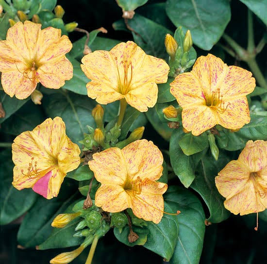 Mirabilis Jalapa
