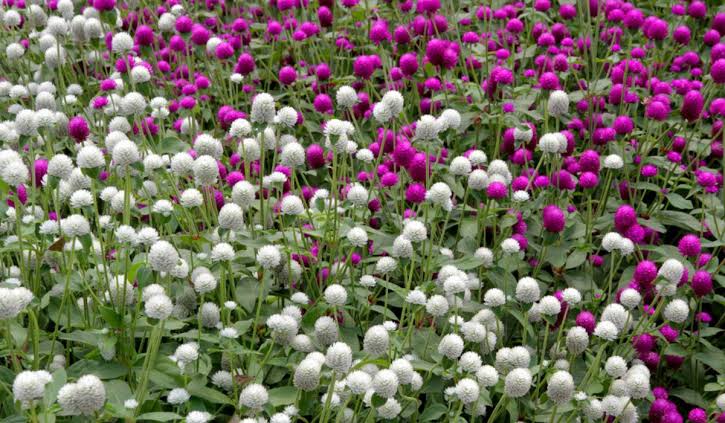 Gomphrena Globosa