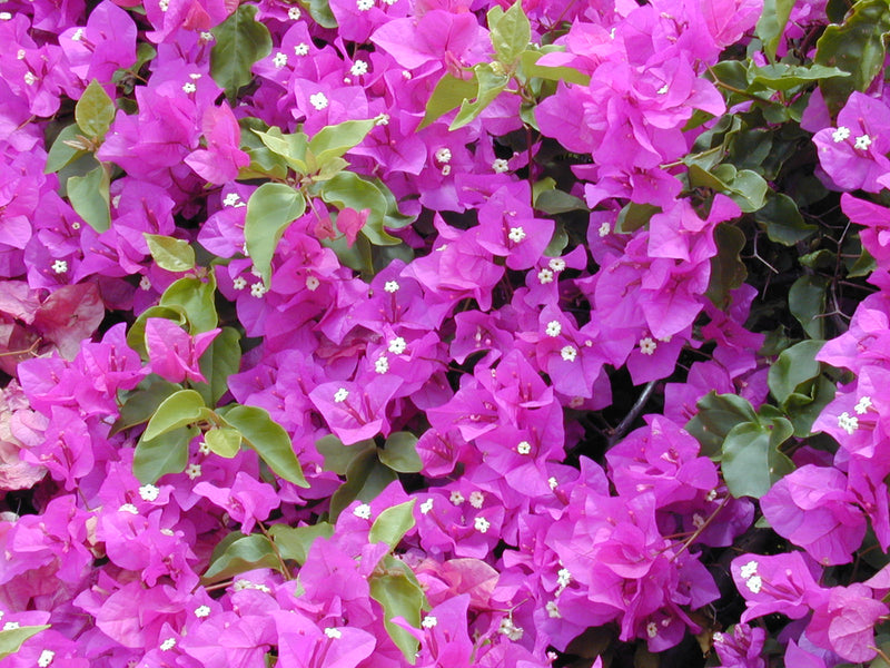 Bougainvillea Spectabilis