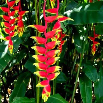 Heliconia Rostrata