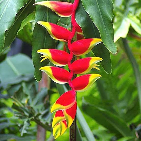 Heliconia Rostrata