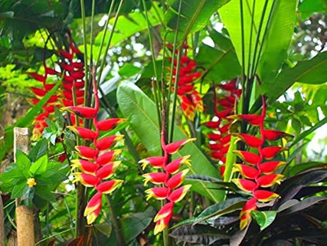 Heliconia Rostrata