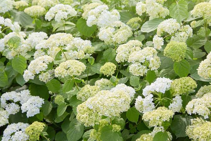Hydrangea Arboresceme