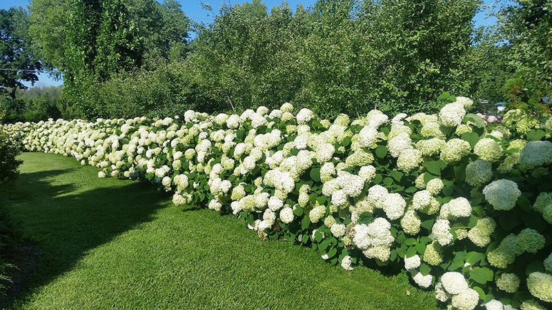 Hydrangea Arboresceme