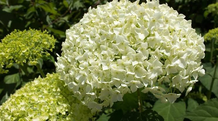 Hydrangea Arboresceme