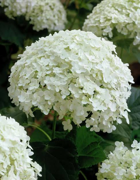 Hydrangea Arboresceme