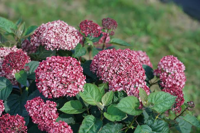 Hydrangea Arboresceme