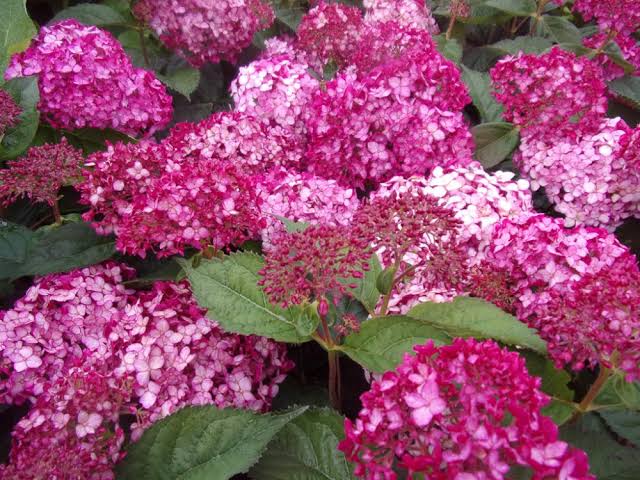 Hydrangea Arboresceme