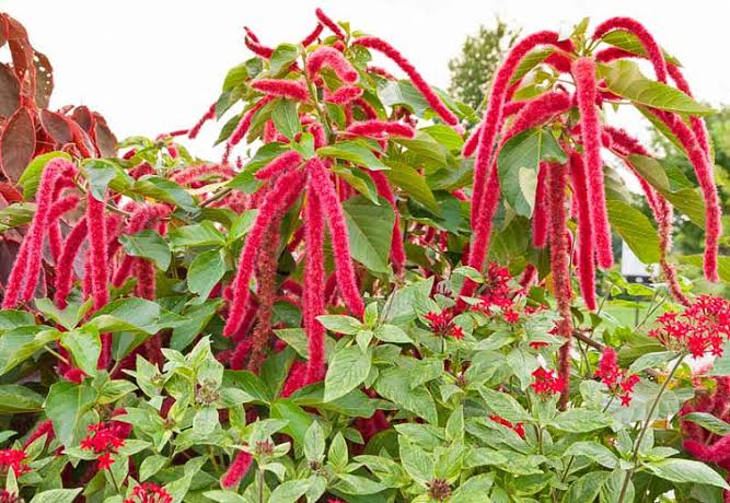 Amaranthus caudatus