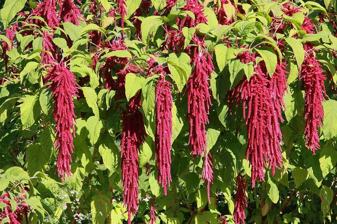 Amaranthus caudatus