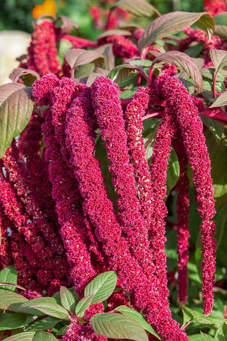 Amaranthus caudatus