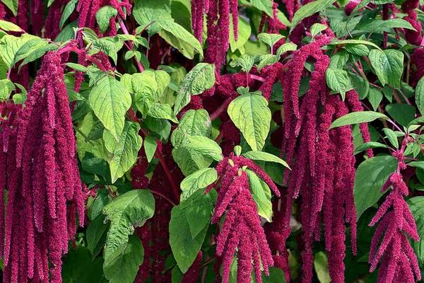 Amaranthus caudatus