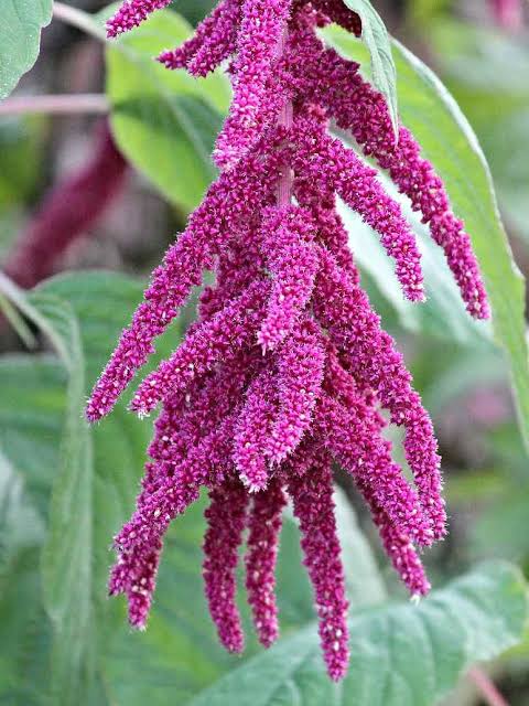 Amaranthus caudatus