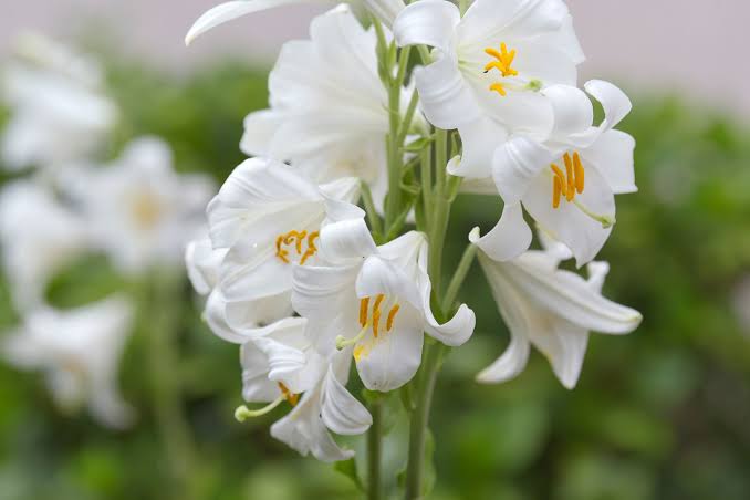 Lilium Candidum