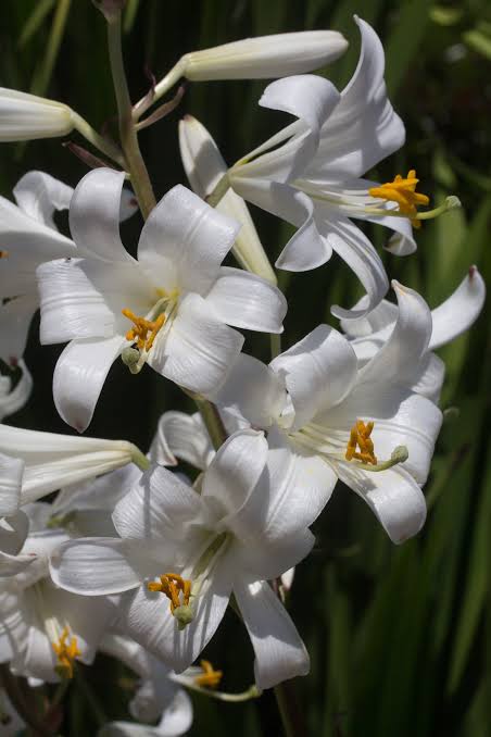 Lilium Candidum