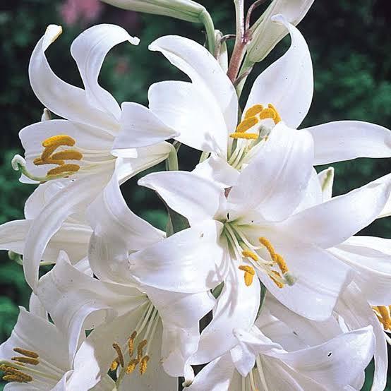 Lilium Candidum