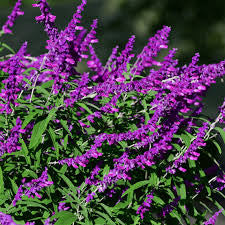 Salvia Leucantha
