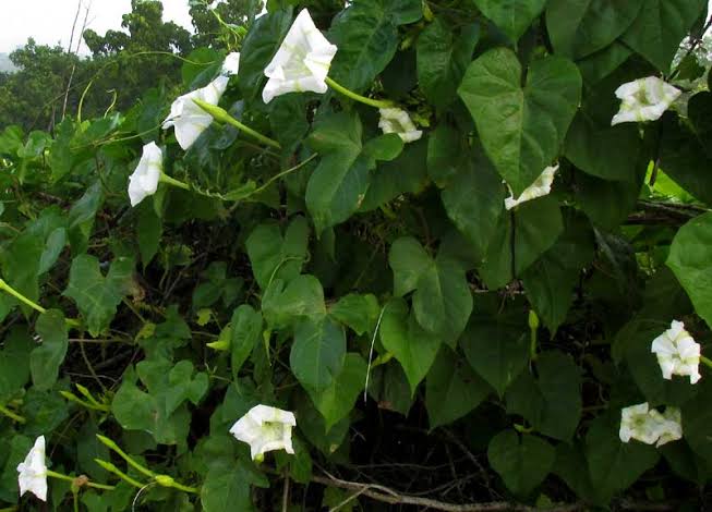 Ipomoea Alba