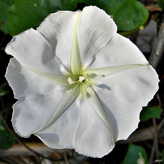 Ipomoea Alba