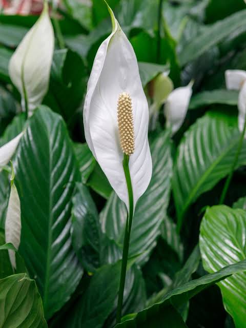 Peace Lily