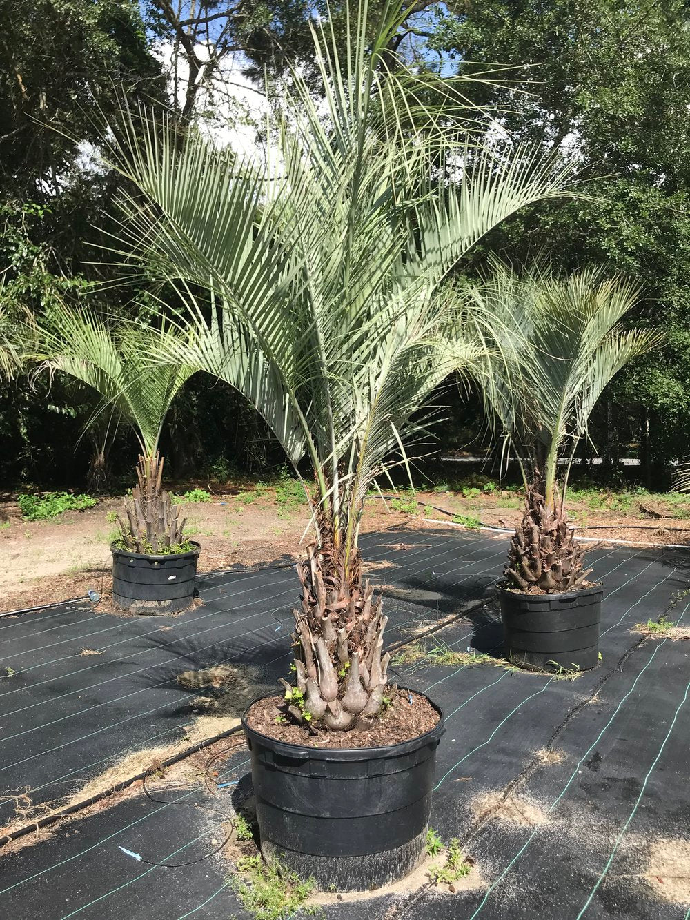 Pindo Palm