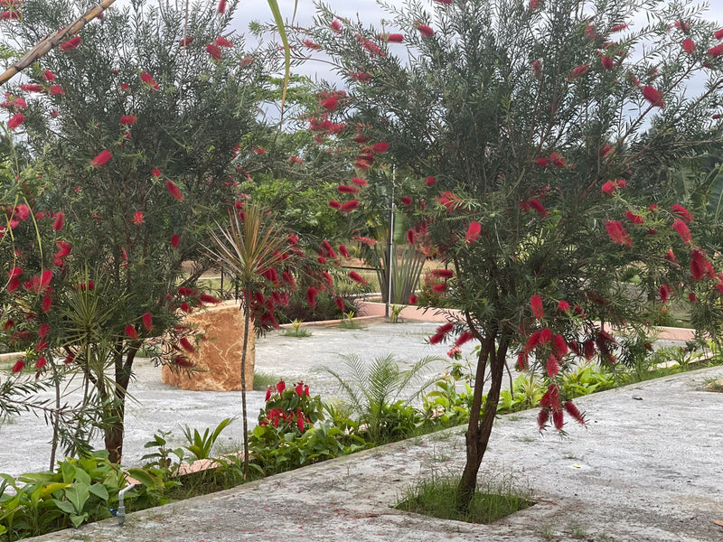 Kadiyam Rajasri Nursery 𝑪𝒐𝒓𝒑𝒐𝒓𝒂𝒕𝒆 𝑷𝒓𝒐𝒋𝒆𝒄𝒕𝒔