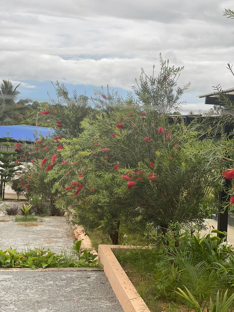 Kadiyam Rajasri Nursery 𝑪𝒐𝒓𝒑𝒐𝒓𝒂𝒕𝒆 𝑷𝒓𝒐𝒋𝒆𝒄𝒕𝒔